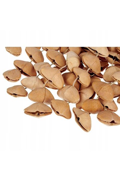 NO BRAND Shaker Terre Seed XXL Cha Cha Nut