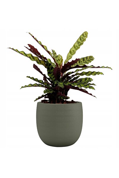NO BRAND Ghivece ceramice verde închis AURA 16/14 cm cu înveliș texturat verde