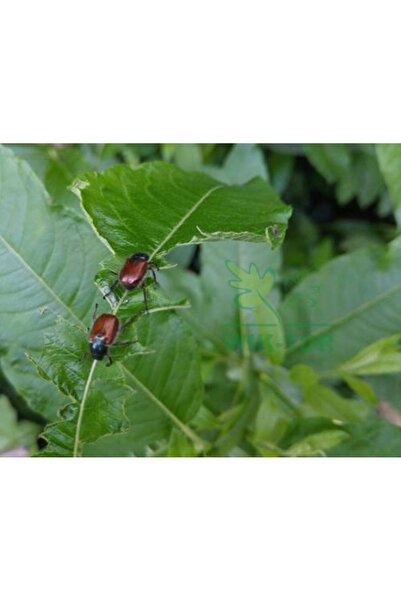 NO BRAND 3x CAPCĂNĂ ENTOMOLOGICĂ CU LIPITURĂ PENTRU PROTECȚIA LEMNULUI, PENTR...