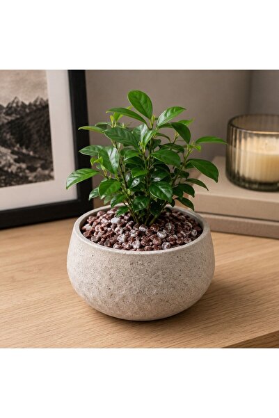 OEM Piatra decorativa naturala, Decolex, Rouge Royal, interior / exterior, bo...