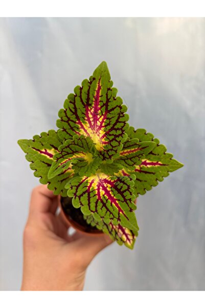 nazlı çiçekçilik Coleus Yaprak Güzeli 5,5lik Saksıda kırmızı alacalı