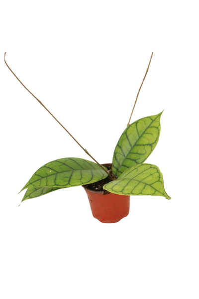 Eufloria Hoya callistophylla 'KAL 16' Ø9cm
