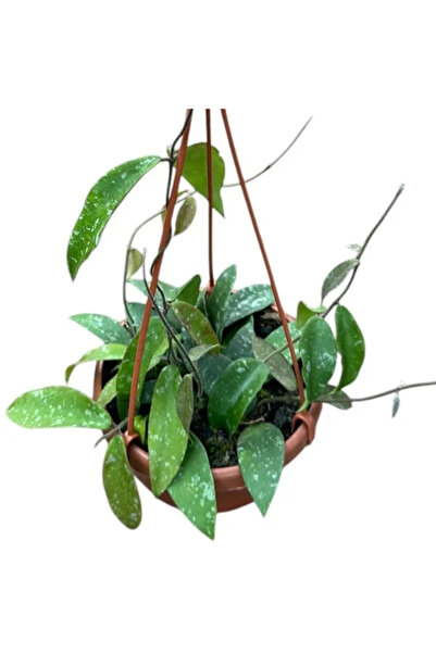 Eufloria Hoya phuwuaensis D14