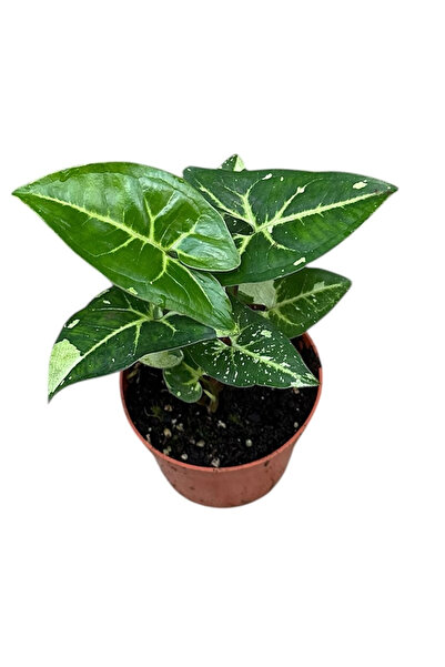 Eufloria Syngonium 'Panda' Ø10.5cm