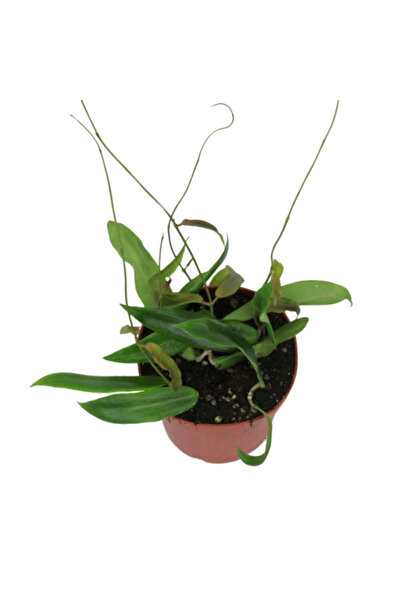 Eufloria Hoya blashernaezii siariae 'Flori Roșii' Ø6cm