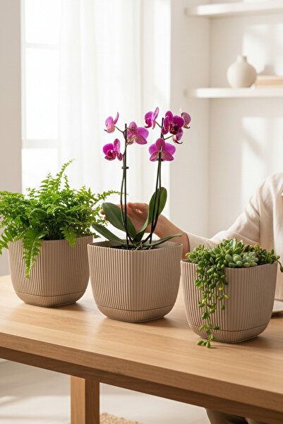 TEMMUZ HOME 3 Adet 1.8 Kare Mercan Kare Saksı Kaktüs Sukulent Çiçek ve Bitki ...