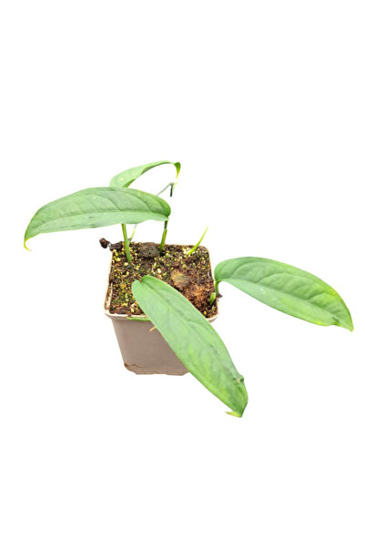 Eufloria Monstera obliqua 'Yasuni' Ø9cm
