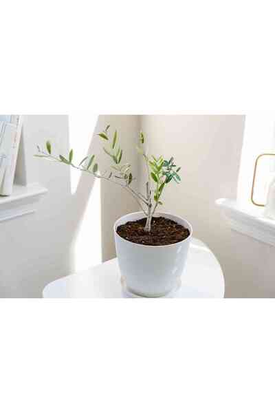 MAKİ DEKOR Yapay Zeytin Ağacı 170 Cm Boyunda Dekoratif Modern İç Mekan Salon ...