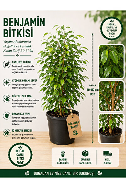 Benjamin Bitkisi 130-140 CM