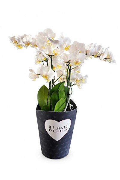 ERNAZ Phalaenopsis Duetto Orkide 40-45 cm | Yoğun Çiçekli Bol Köklü Orkide | ...