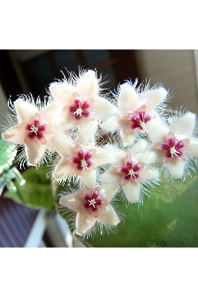 Eufloria Hoya caudata Ø6cm