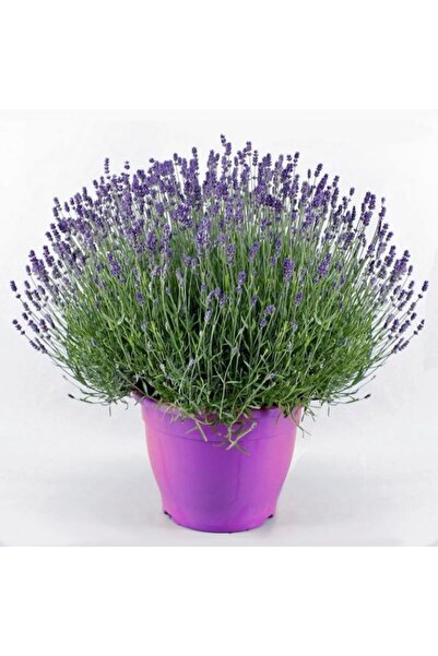 tnc garden groups Lavanta – Lavandula Angustifolia