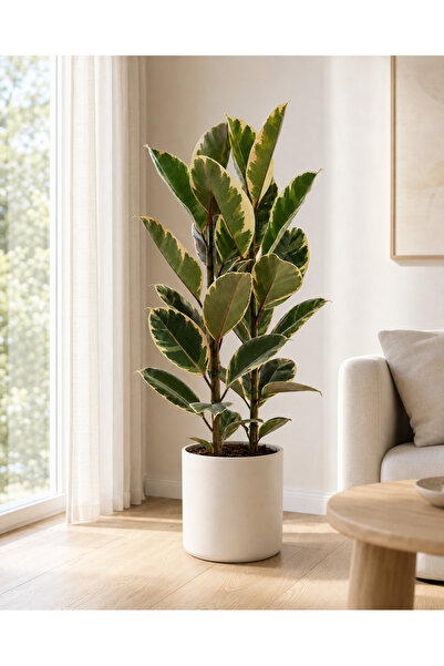 gardenkoala Kauçuk Bitkisi Tineke – Ficus Elastica – Çift Gövde, 21 cm Saksı