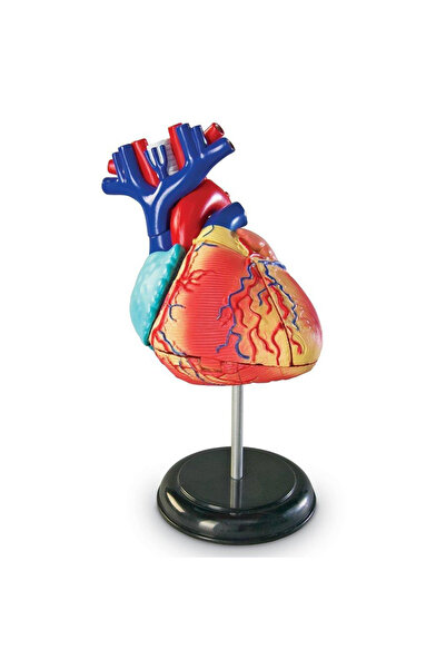 Learning Resources Human body template - Heart