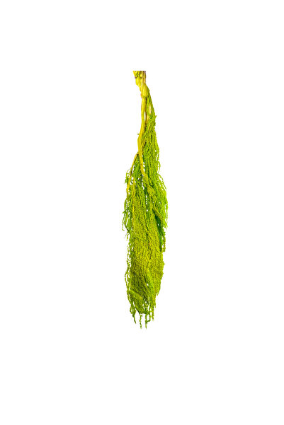 Dekorsende Şoklanmış Amarantus (Amaranthus) Yeşil 60 cm