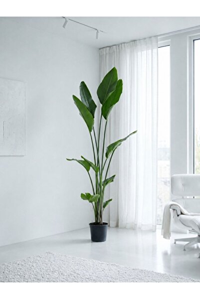 umyaconcept Starliçe (Strelitzia) Cennet Kuşu - Çift Köklü Tropikal Dev Yapra...