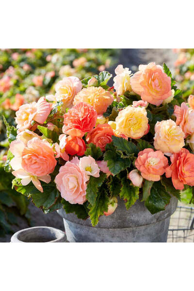 Miracle Garden Bulb Begonia Pastel Compacta
