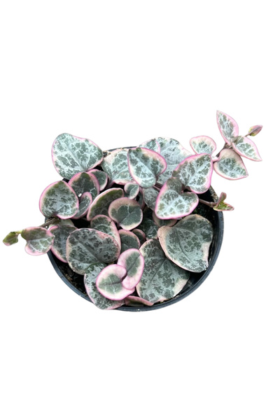 Eufloria Ceropegia woodii 'Variegata' D8.5cm