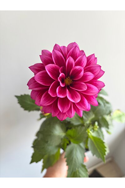 Cekabotanik Ceka Botanik Canlı Yıldız Çiçeği - Dahlia Özel Seri Katmerli Form