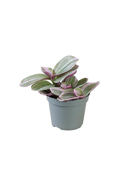 Eufloria Tradescantia cerinthoides SWEETNESS Ø6cm