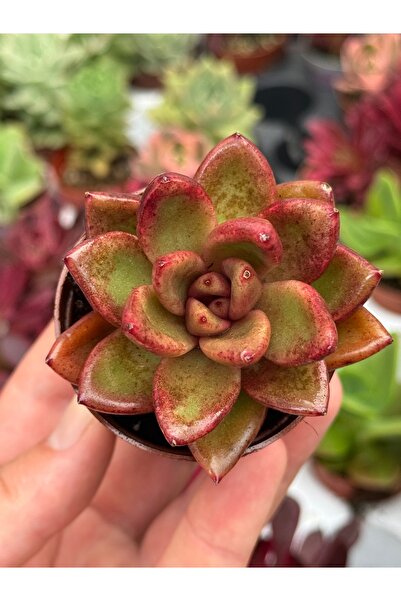 SukuLand Echeveria Abundant Rose Kore ithal koleksiyonluk özel tür sukulent 5...