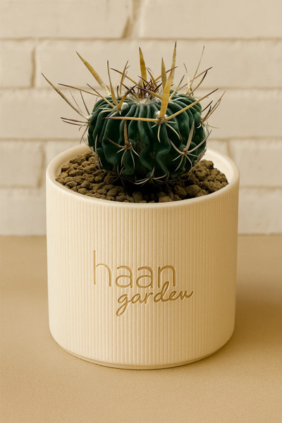 haan garden Echinofossulocatus