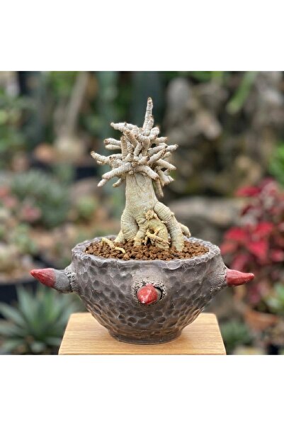 ATLANTE CACTUS Adenium Dorset Horn - Her Formu Benzersiz Bir Çöl Heykeli