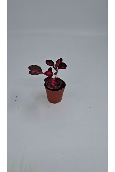 Your Flower Shop Çingene Şalvarı Canlı Mini Saksıda