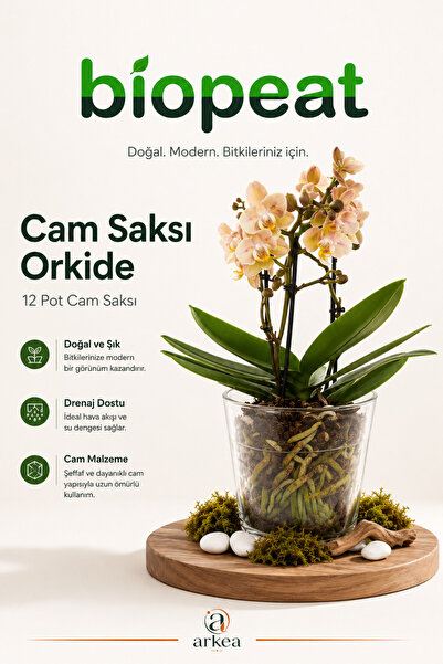 biopeat Cam Orkide Saksısı 12 Pot Şeffaf Cam Vazo Saksı Dekoratif Bitki Saksısı