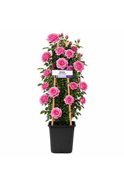 Serafina Trandafir cățărător, culoare roz, H 50 cm