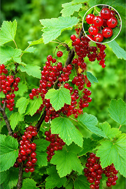 Vasada Kırmızı Frenk Üzümü Fidanı Ribes Rubrum Saksılı +80 cm