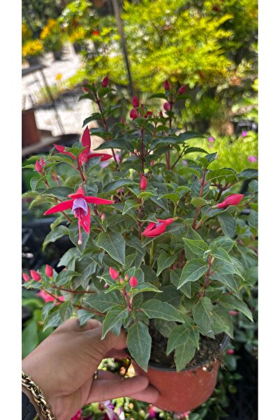 GARDENLİFEBOTANİK Saksıda canlı küpeli çiçeği