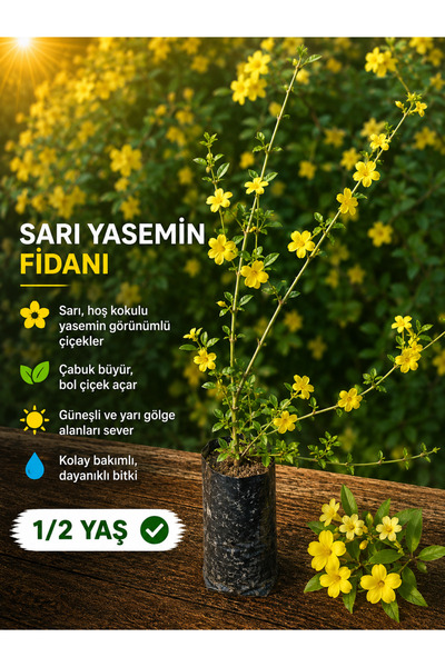 FİDANKÖY Sarı yasemin fidanı büyük tüplü