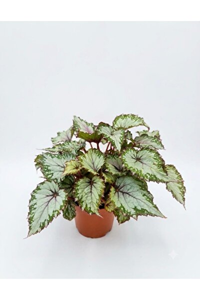 ERNAZ Begonia Rex / Reks Begonya / Renkli Yapraklı / Rastgele Renkli / İç Mek...