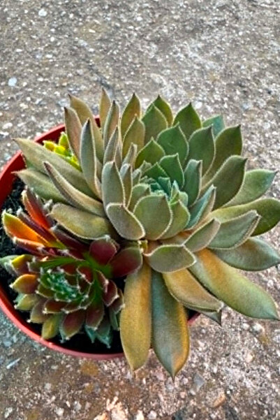 OEM Sempervivum Mix, plante naturale