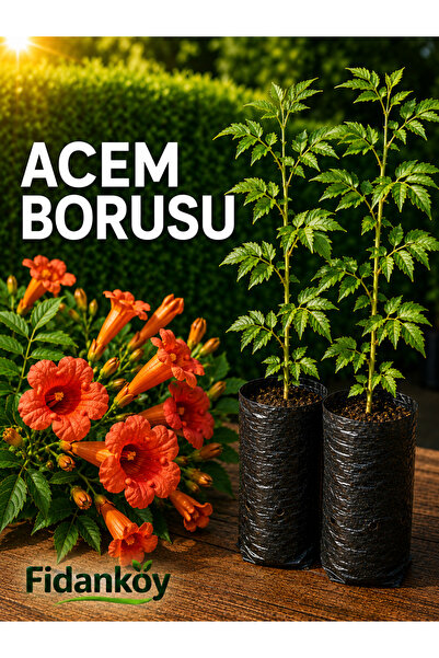 FİDANKÖY Acem borusu tüplü Campsis radicans