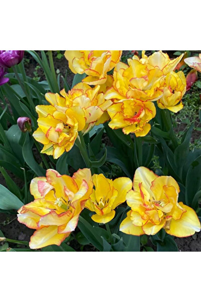 121 Tulip Aquilla Bulb, for Planting in Pots Indoor and Garden100Outdoor Patio