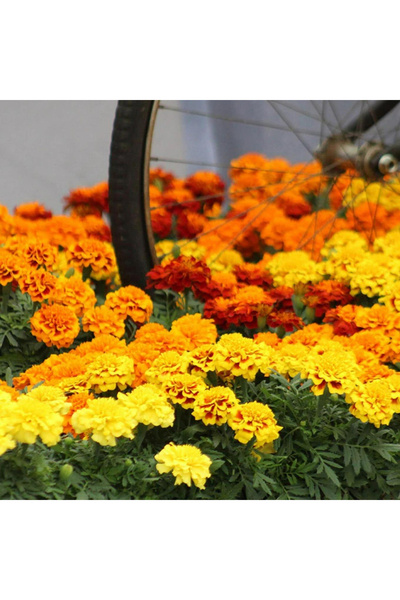123 1000Pcs Marigold Seeds Mix Superior Marigold Seeds for Outdoor Planting