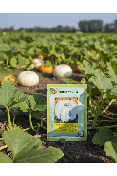 OEMS Butternut squash seeds: Nature's delight from your garden