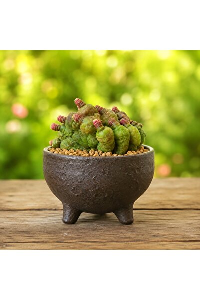 ATLANTE CACTUS Mamillaria Boccasana - Meksika kökenli özel tür