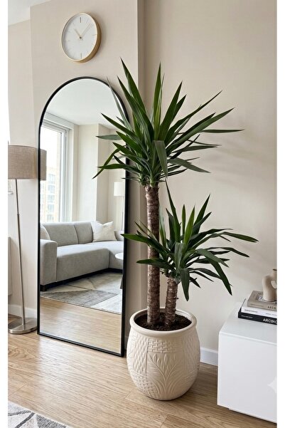Cekabotanik Ceka Botanik Çiftgövdeli Yuka (Yucca) Bitkisi - Modern Salon ve O...