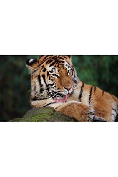 Persona Tablou canvas 100 x 70 cm, Animale model 452