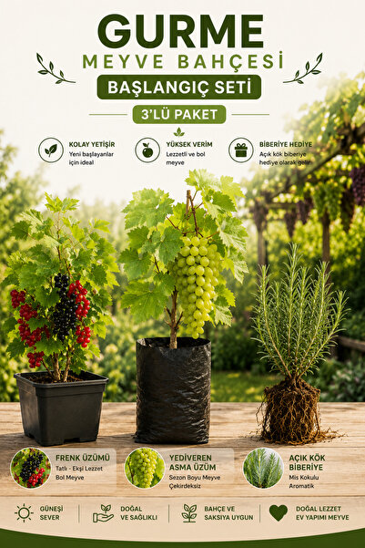 Rosemary Garden 3lü Meyve Bahçesi Fidan Seti Frenk Üzümü Yediveren Asma Üzümü...