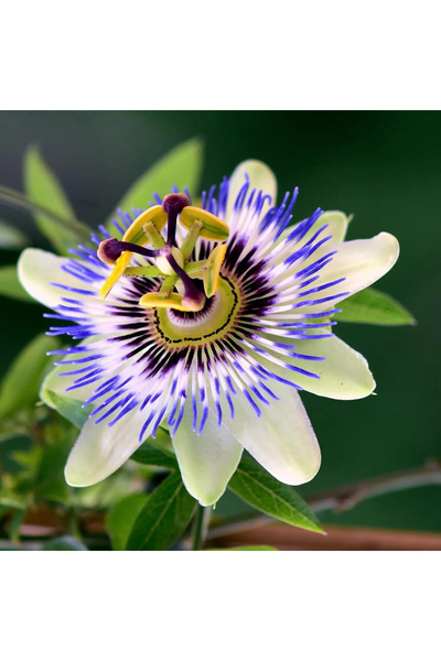 123 110Pcs Seeds Perennial Flower Seeds for Planting