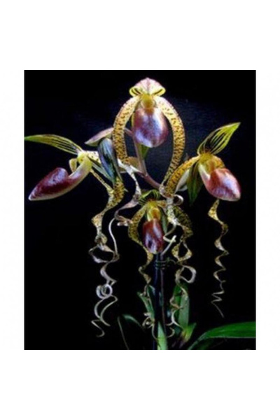 123 Rare Seeds American Seller Brazilian Flower Seeds Specialty Orchid 50 See...