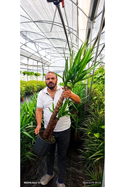 bitkidünyam Dev Boy 2'li Yuka Çiçeği 130-150 cm İthal Canlı Salon Bitkisi Ev ...