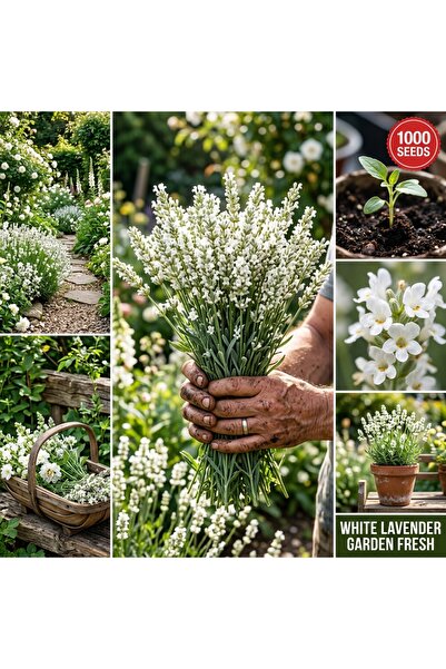 Bloom & Sow Seed 100 White Lavender Seeds – Fragrant, Mosquito-Repelling Herb...