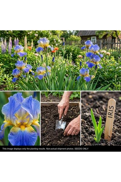 Bloom & Sow Seed 100 بذرة من زهور السوسن متعددة الألوان كبيرة الزهرة (السوسن ...