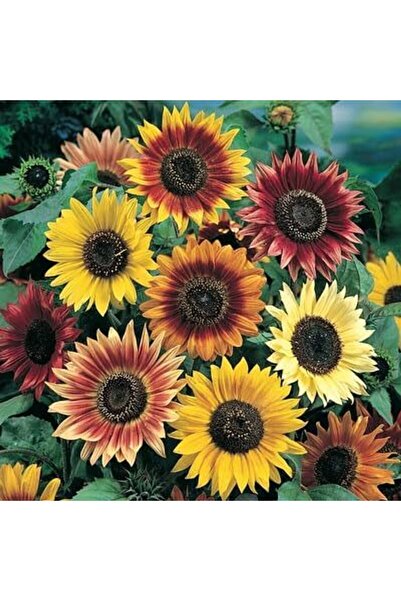 Bloom & Sow Seed بذور دوار الشمس الزخرفية متعددة الألوان (100 بذرة) - دوار ال...