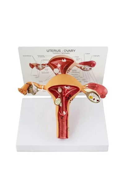 TUSHBA Uterus Pelvik Taban Maketi Model 41